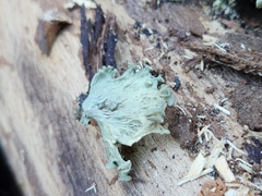 Ramalina sinensis