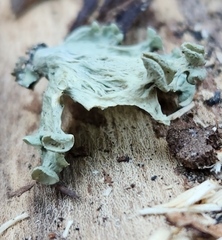 Ramalina sinensis