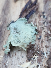 Ramalina sinensis