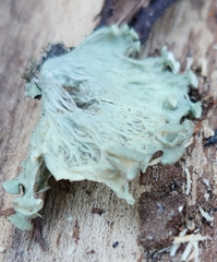 Ramalina sinensis
