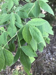 Ptelea trifoliata