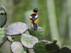 Icterus icterus