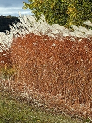 Miscanthus sacchariflorus