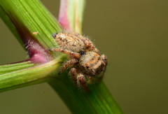 Phidippus princeps