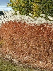 Miscanthus sacchariflorus