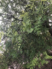 Ptelea trifoliata