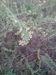 Lespedeza hirta