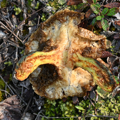 Suillus tomentosus
