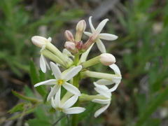 Stackhousia subterranea