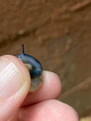 Oxychilidae