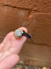 Oxychilidae