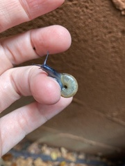 Oxychilidae
