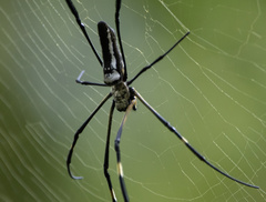 Nephila pilipes