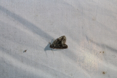 Protodeltote muscosula