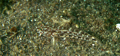 Istigobius decoratus
