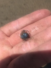 Mictyris longicarpus