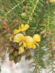 Dillwynia retorta