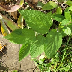 Celtis occidentalis