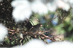 Passer domesticus