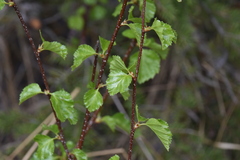 Betula occidentalis