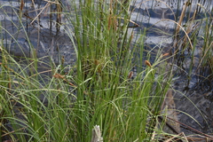 Carex aquatilis