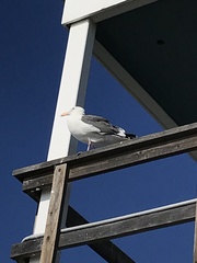 Larus occidentalis