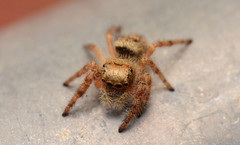 Phidippus princeps