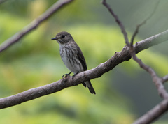 Muscicapa griseisticta