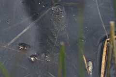Utricularia macrorhiza