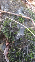 Fontinalis antipyretica