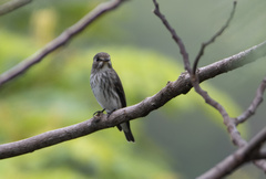 Muscicapa griseisticta