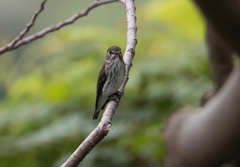 Muscicapa griseisticta