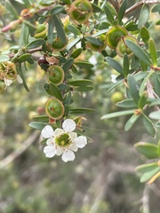 Leptospermum laevigatum