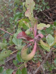 Baizongia pistaciae