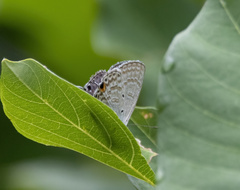 Catochrysops