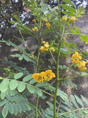 Senna acclinis