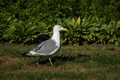 Larus argentatus