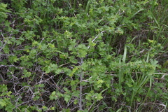 Ribes oxyacanthoides