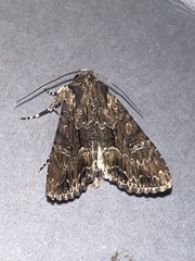 Mniotype occidentalis