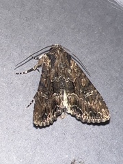 Mniotype occidentalis