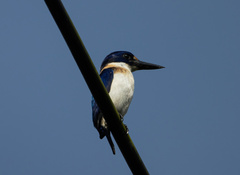 Todiramphus diops