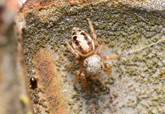 Pelegrina pervaga