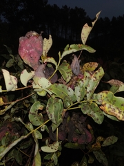 Baizongia pistaciae
