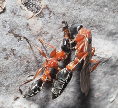 Pseudomyrmex gracilis