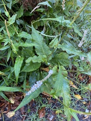 Bistorta amplexicaulis