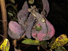 Baizongia pistaciae