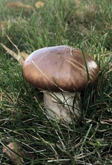 Suillus