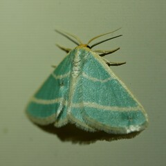 Mixocera latilineata