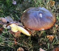 Suillus