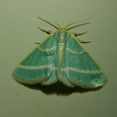 Mixocera latilineata